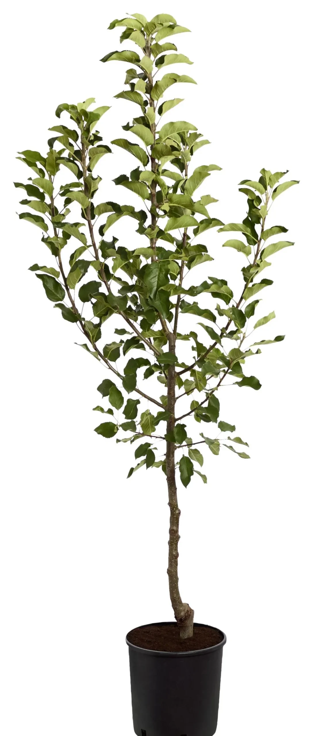 Herbstapfel 'Topaz'