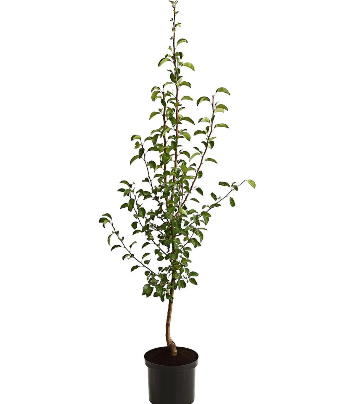 Herbstbirne 'Vereinsdechant'