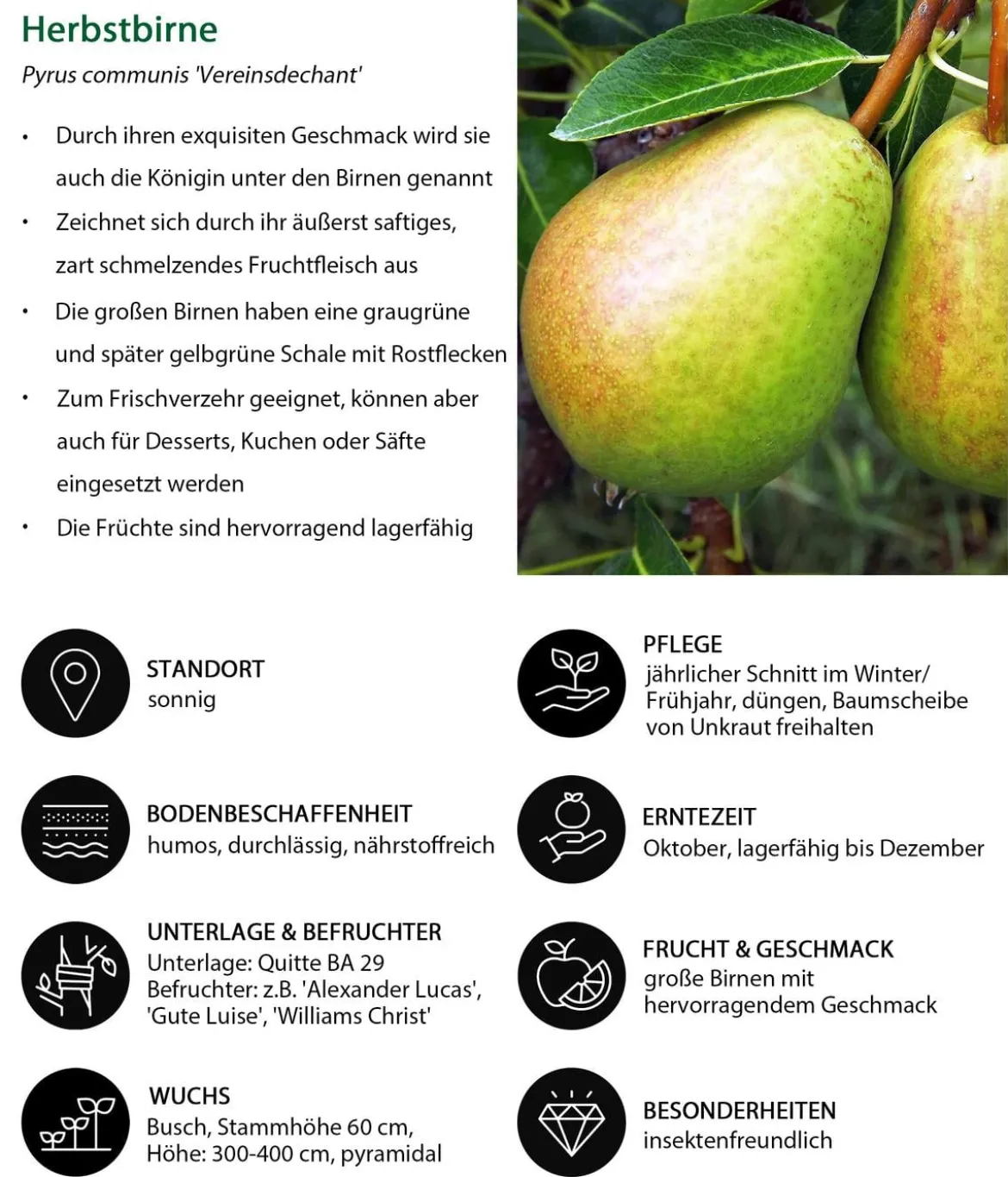 Herbstbirne 'Vereinsdechant'