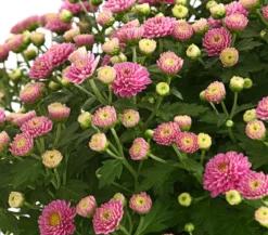 Herbst-Chrysantheme