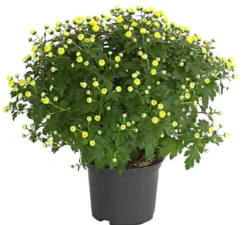 Herbst-Chrysantheme