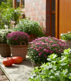Herbst-Chrysantheme
