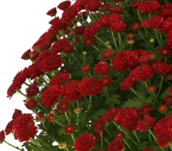 Herbst-Chrysantheme