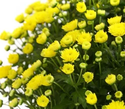 Herbst-Chrysantheme