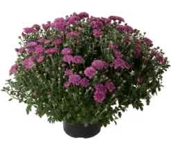 Herbst-Chrysantheme