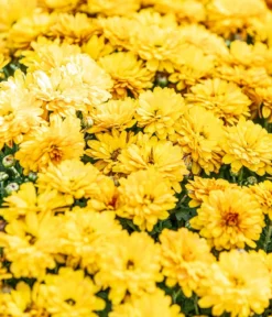 Herbst-Chrysantheme