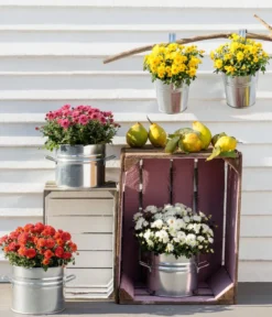 Herbst-Chrysantheme