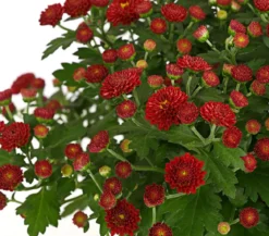 Herbst-Chrysantheme