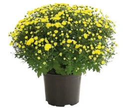 Herbst-Chrysantheme