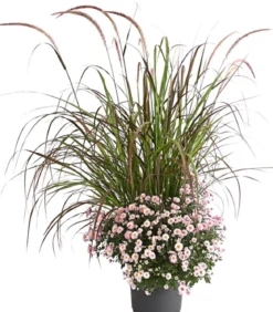 Herbst-Chrysantheme mit Gras, verschiedene Farben