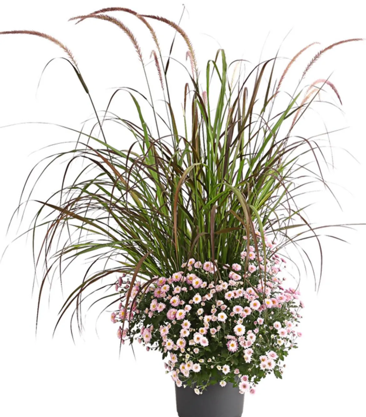 Herbst-Chrysantheme mit Gras, verschiedene Farben