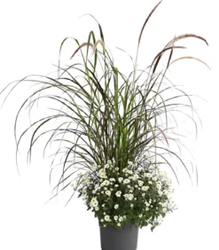 Herbst-Chrysantheme mit Gras, verschiedene Farben