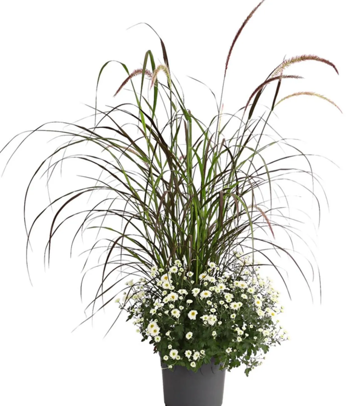 Herbst-Chrysantheme mit Gras, verschiedene Farben