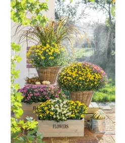 Herbst-Chrysantheme mit Gras, verschiedene Farben