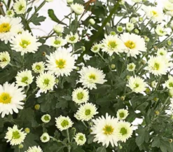 Herbst-Chrysantheme mit Gras, verschiedene Farben