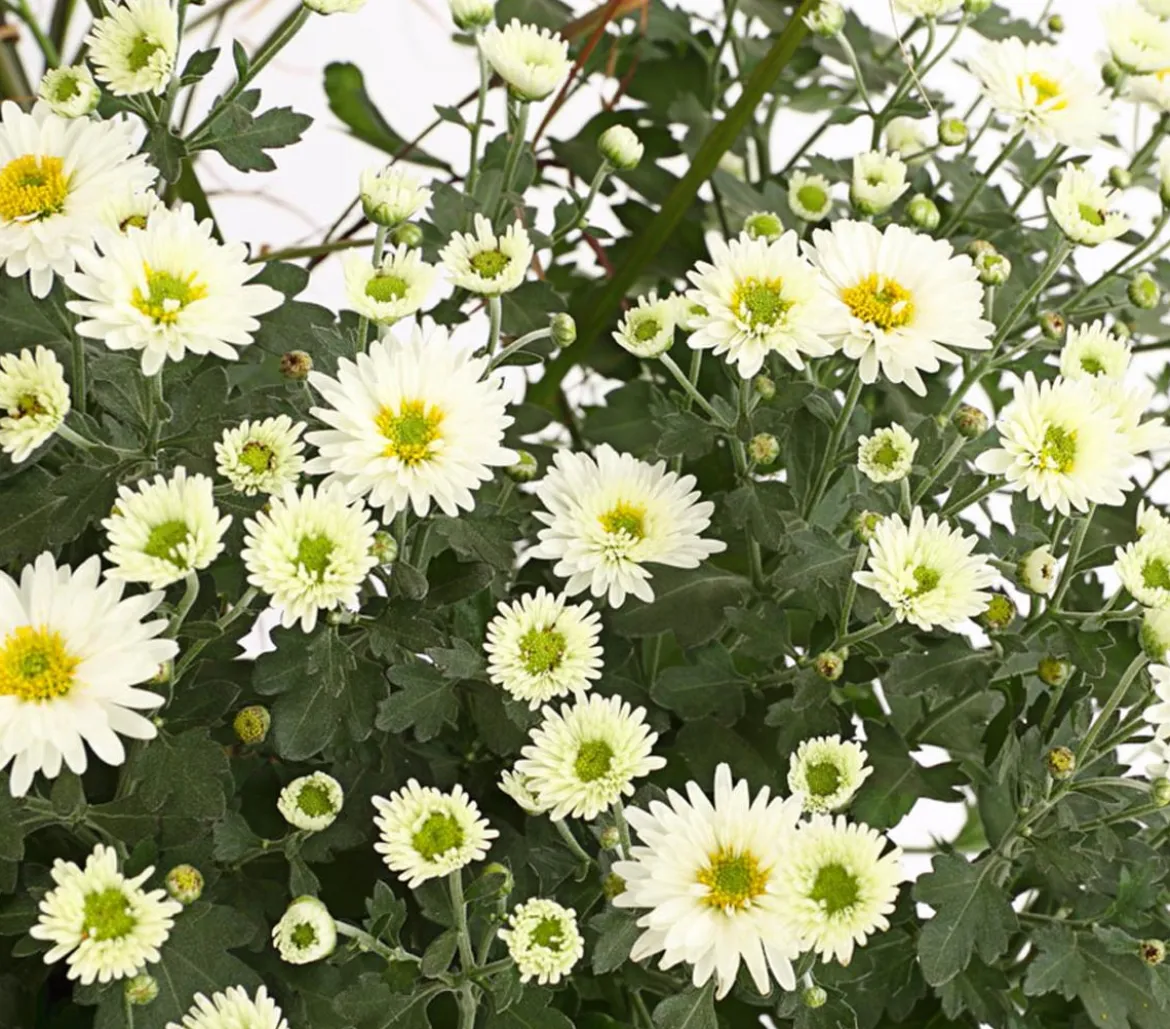 Herbst-Chrysantheme mit Gras, verschiedene Farben