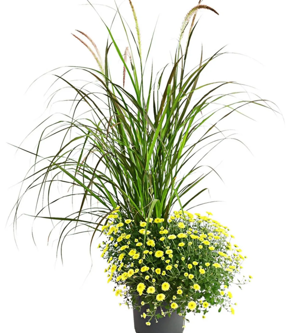 Herbst-Chrysantheme mit Gras, verschiedene Farben