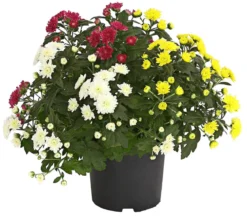 Herbst Chrysanthemen-Trio