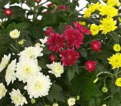 Herbst Chrysanthemen-Trio