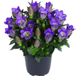 Herbstenzian