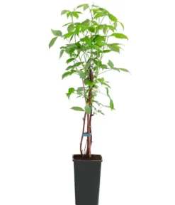 Herbst-Himbeere 'Autumn Happy'®