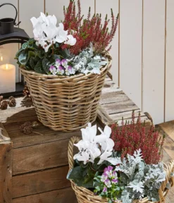 Herbst-Mix im Kübel, verschiedene Farben