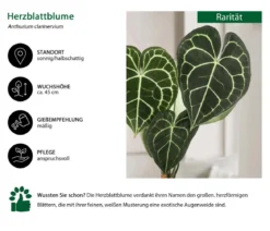 Herzblattblume - Anthurium clarinervium
