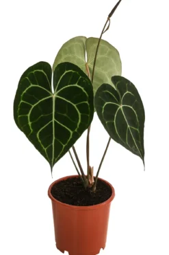 Herzblattblume - Anthurium clarinervium