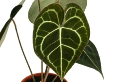 Herzblattblume - Anthurium clarinervium