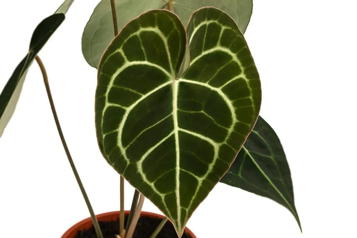 Herzblattblume - Anthurium clarinervium