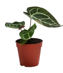 Herzblattblume - Anthurium crystallinum