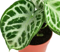 Herzblattblume - Anthurium crystallinum 'Silver Blush'