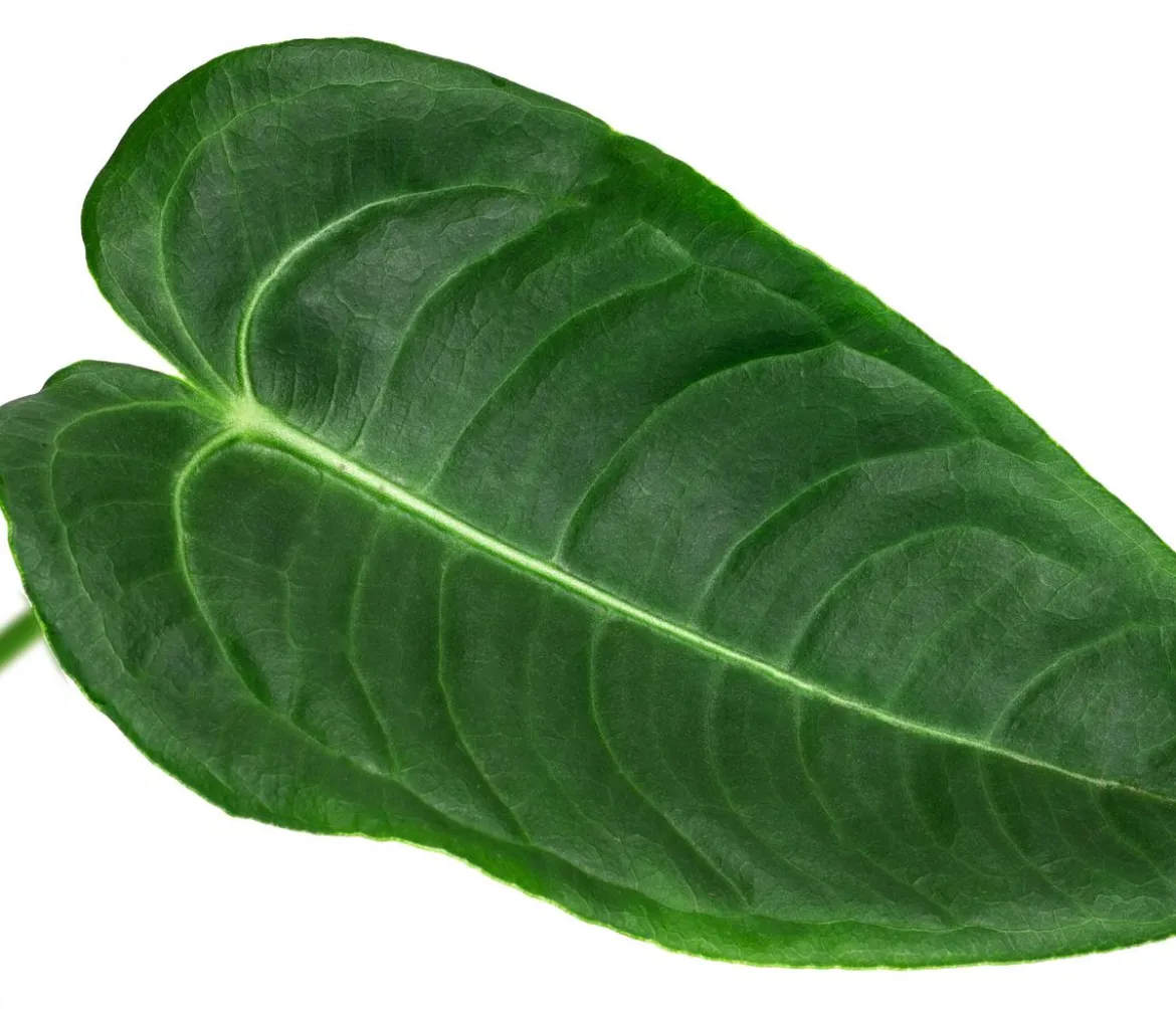 Herzblattblume - Anthurium veitchii