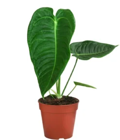 Herzblattblume - Anthurium veitchii