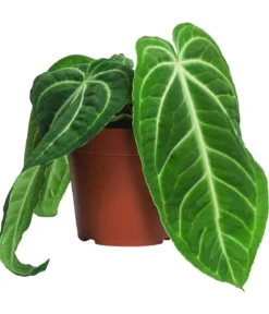 Herzblattblume - Anthurium villenaorum