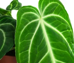 Herzblattblume - Anthurium villenaorum