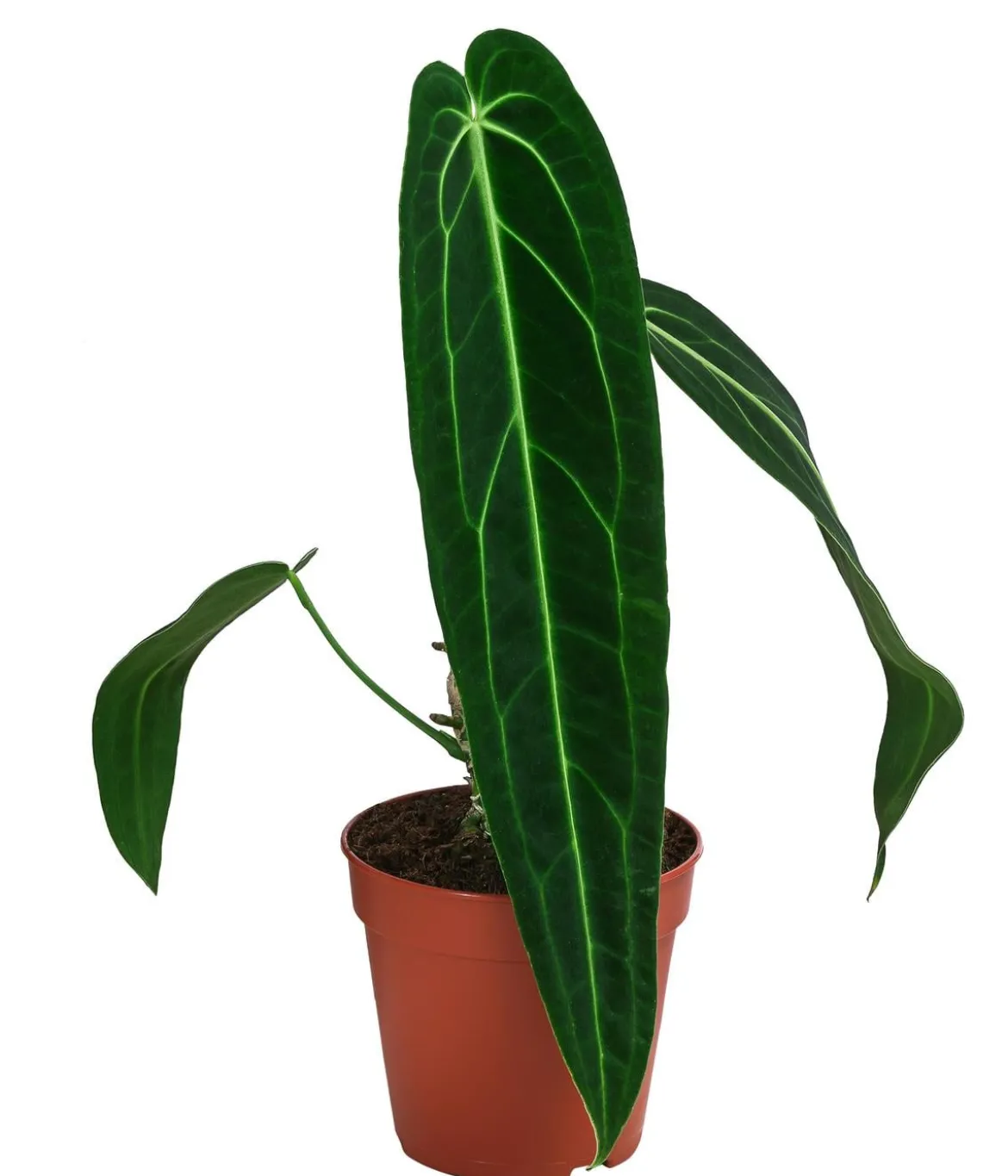 Herzblattblume - Anthurium warocqueanum