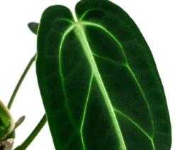 Herzblattblume - Anthurium warocqueanum