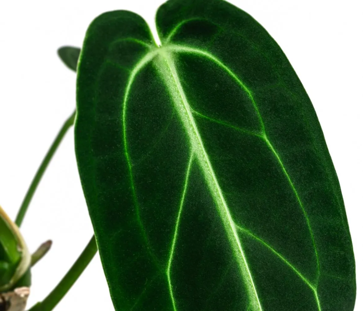 Herzblattblume - Anthurium warocqueanum
