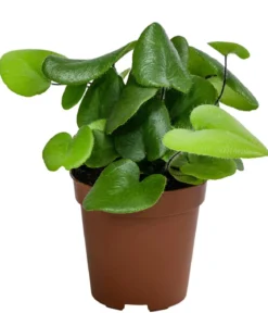 Herzfarn - Hemionitis arifolia