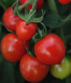 Herztomate
