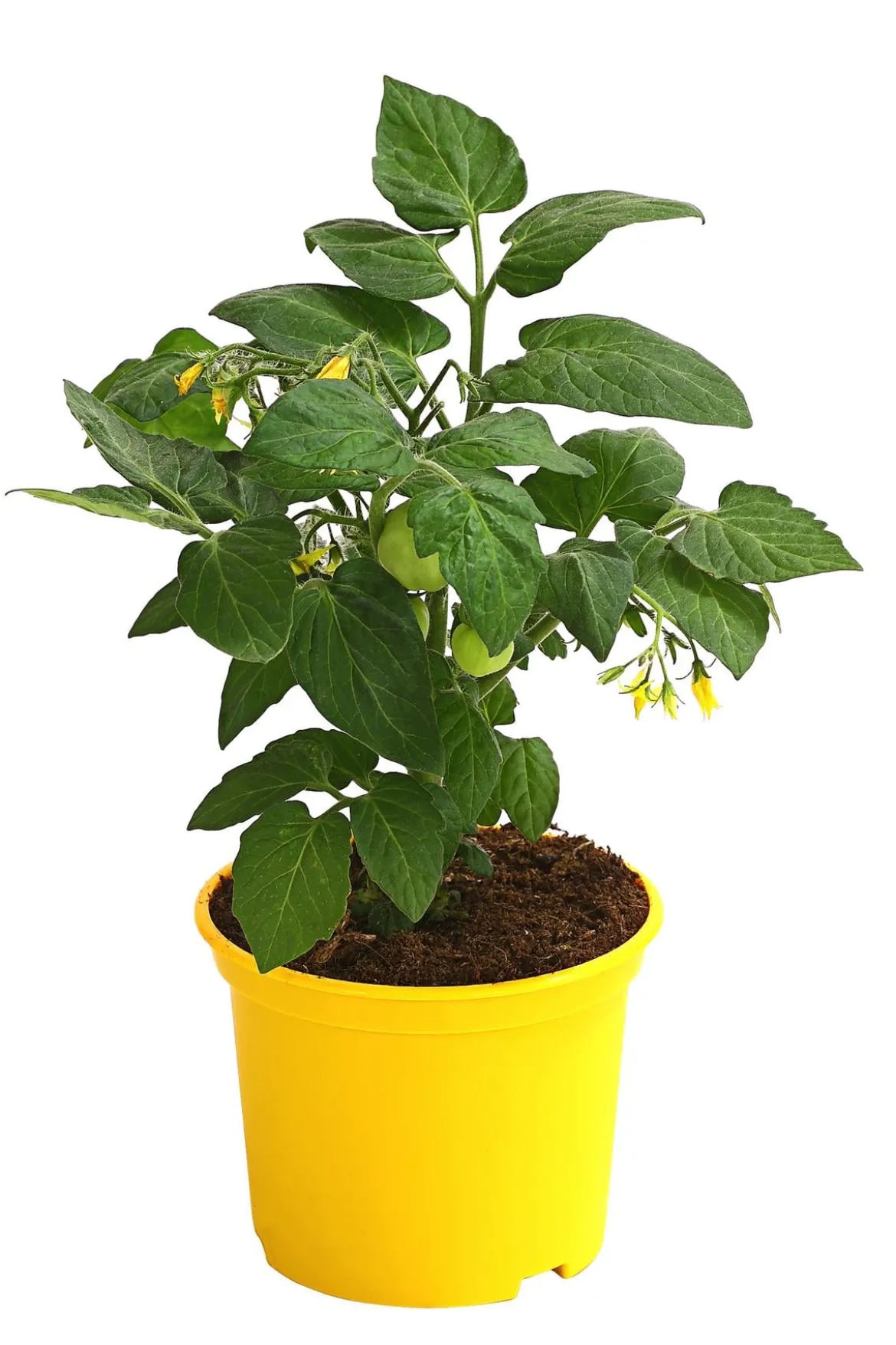 Herztomate