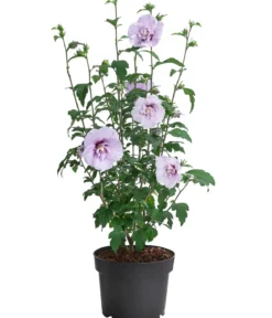 Hibiskus 'Blue Chiffon®' - Garten-Eibisch