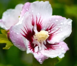 Hibiskus 'China Chiffon®' - Garten-Eibisch
