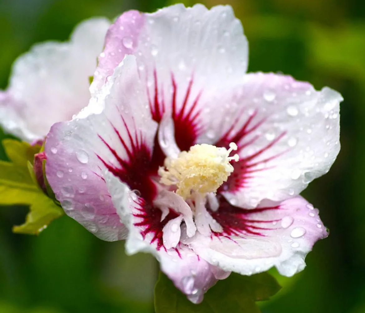 Hibiskus 'China Chiffon®' - Garten-Eibisch