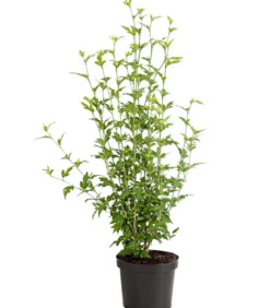 Hibiskus 'China Chiffon®' - Garten-Eibisch