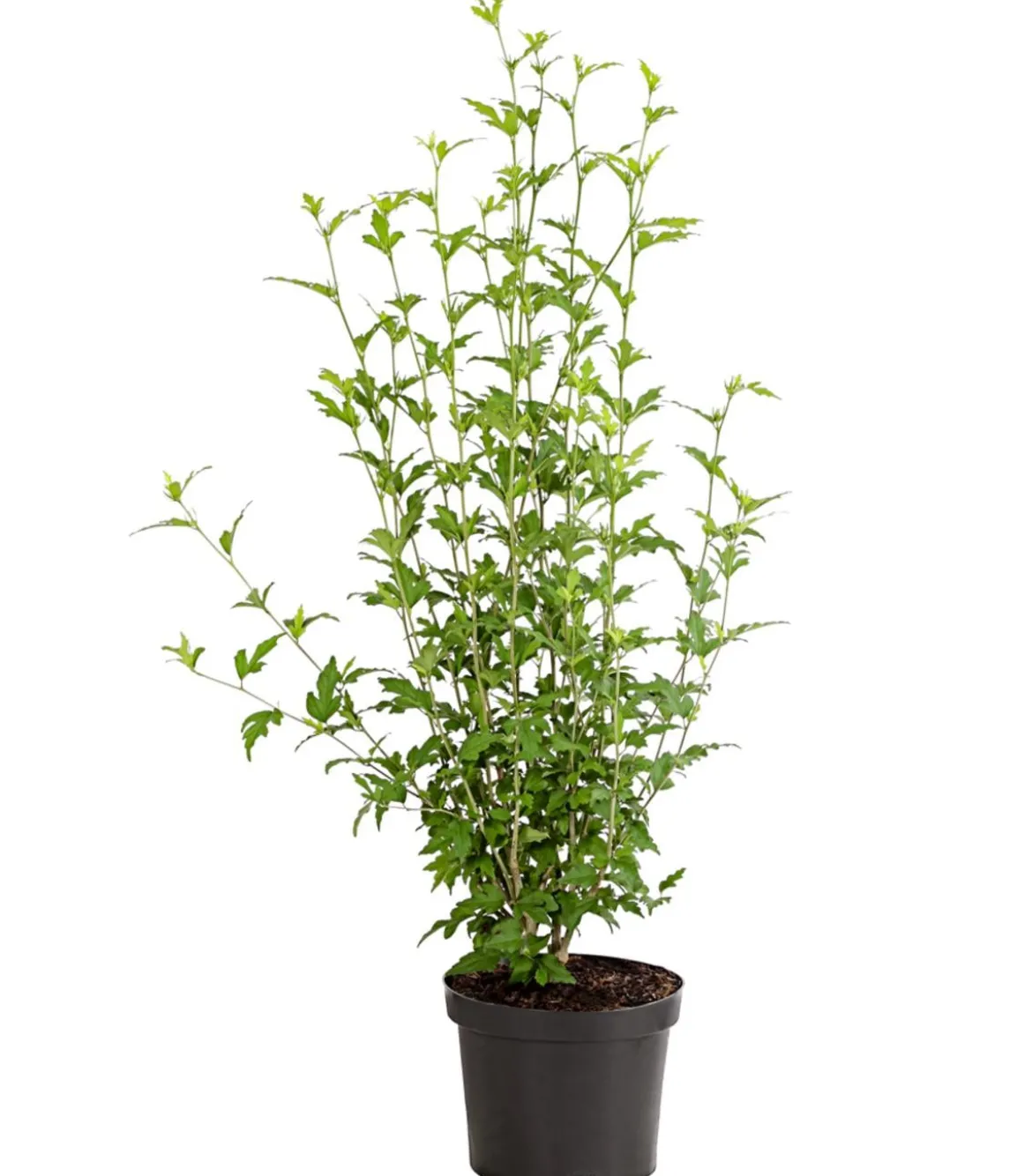 Hibiskus 'China Chiffon®' - Garten-Eibisch