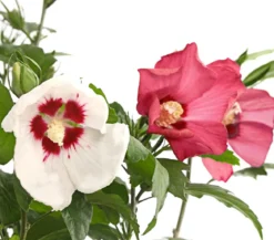 Hibiskus-Duo - Garten-Eibisch, verschiedene Farbkombinationen
