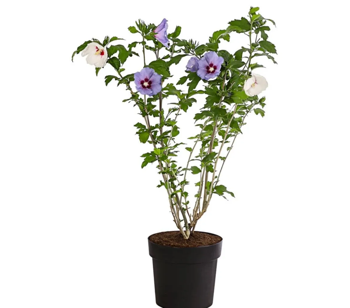 Hibiskus-Duo - Garten-Eibisch, verschiedene Farbkombinationen