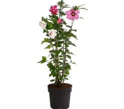 Hibiskus-Duo - Garten-Eibisch, verschiedene Farbkombinationen